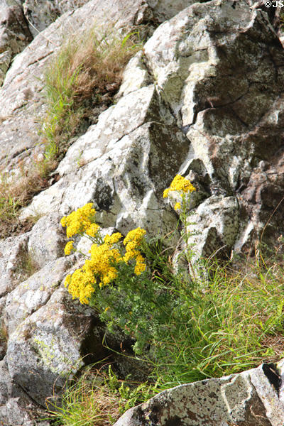 Wildflowers in rocky crag at Smailholm Tower. Scotland.