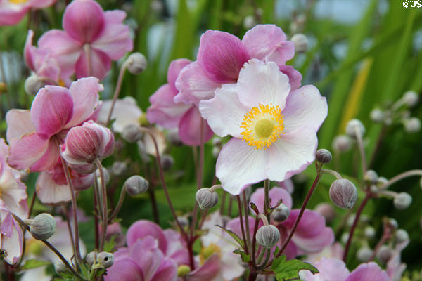 Cosmos flowers at Maclellan's Castle. Kirkcudbright, Scotland.