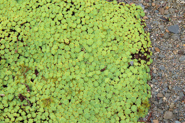 Succulent groundcover at Threave Garden. Rhonehouse, Scotland.