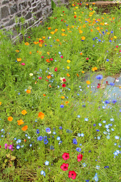 Array of wildflowers at Threave Garden. Rhonehouse, Scotland.