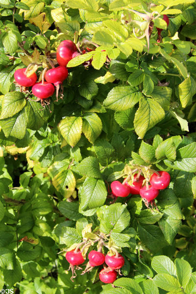 Rose hips at Chastleton House. Moreton-in-Marsh, England.