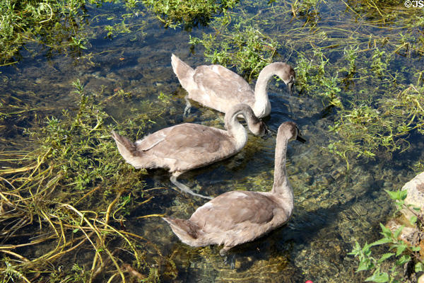 Swans feeding on Coln River vegetation. Bibury, England.