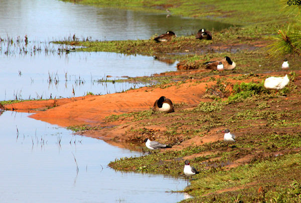 Waterbirds on pond in Langan Park at Mobile Museum of Art. Mobile, AL.