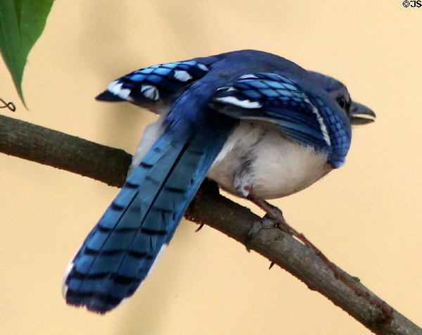 Blue jay in Langan Park at Mobile Museum of Art. Mobile, AL.