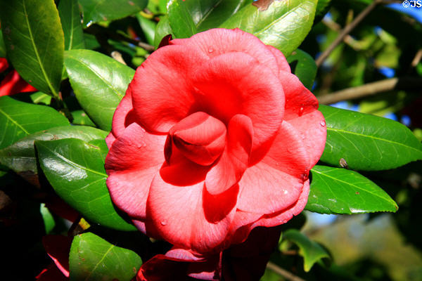 Camellia at Bellingrath Gardens. Theodore, AL.