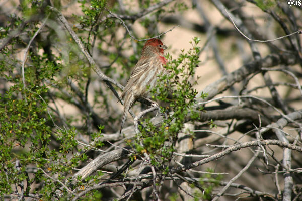 House finch at Casa Grande Ruins National Monument. Casa Grande, AZ.