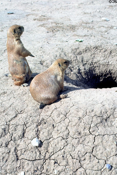 Prairie dogs at Arizona-Sonora Desert Museum. Tucson, AZ.
