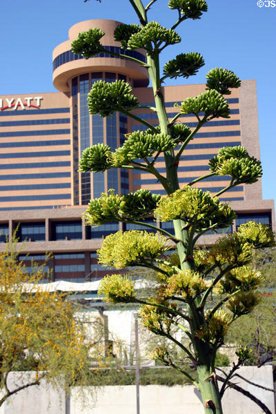 Hyatt Regency (1976) (2nd Street & Adams). Phoenix, AZ. Style: Modern. Architect: Charles Luckman Partnership.