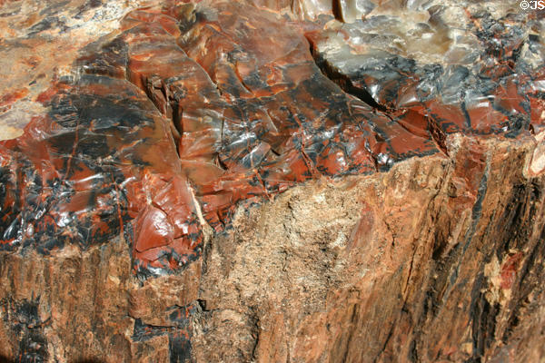 Petrified wood at State Capitol museum. Phoenix, AZ.
