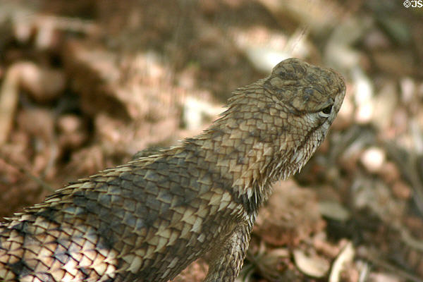 Lizard with sharp scales at Desert Botanical Garden. Phoenix, AZ.