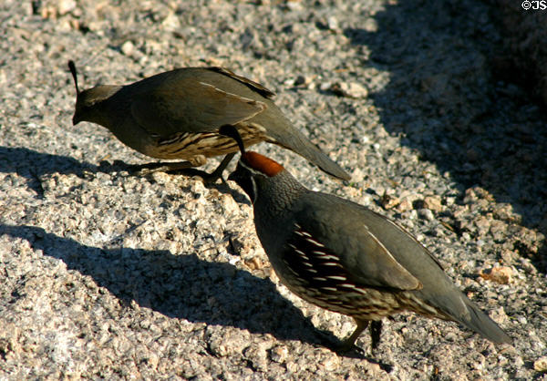 California Quail (Lophortyx californicus). Scottsdale, AZ.