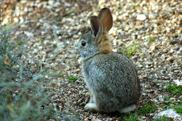 Cottontail rabbit. Scottsdale, AZ.