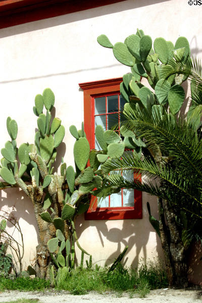 Cactus & window in Barrio Historico. Tucson, AZ.