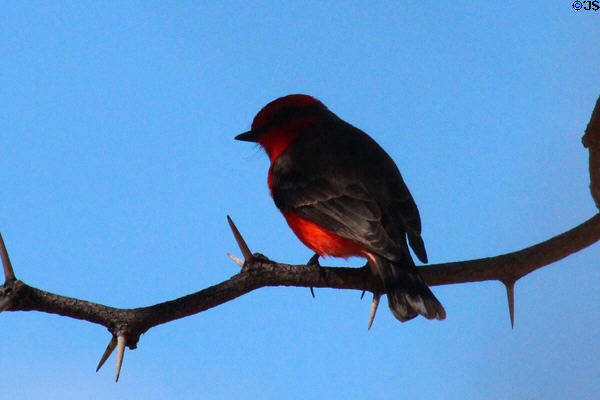Vermilion Flycatcher (<i>Pyrocephalus rubinus</i>) in Sonoran Desert. Tucson, AZ.