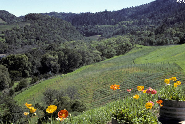 Hills of Napa Valley with poppies. CA.