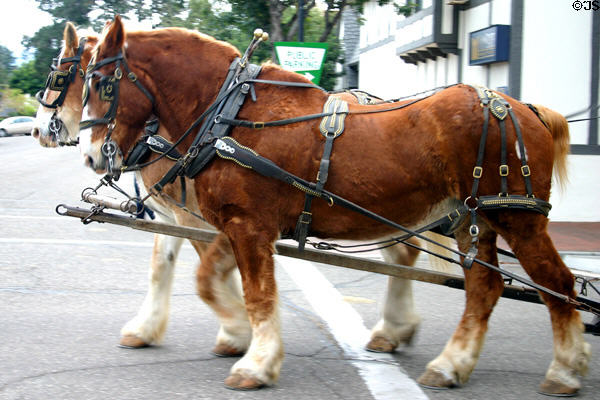 Draft horses. Solvang, CA.