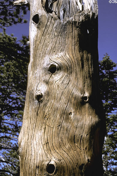 Trunk of pine tree in San Jacinto State Park. CA.