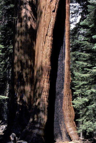 Sequoia trunk in Sequoia National Park. CA.