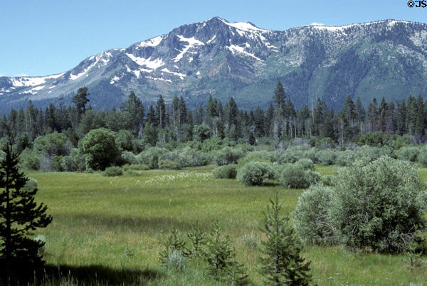 Meadow against snow-capped mountain at Lake Tahoe. CA.