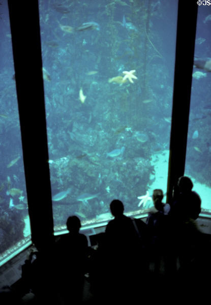 Kelp ecosystem tank in Monterey Bay Aquarium. Monterey, CA.