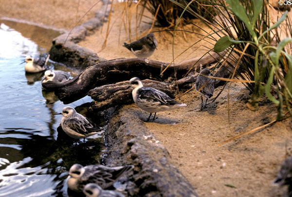 Phalaropes in shorebird collection at Monterey Bay Aquarium. Monterey, CA.