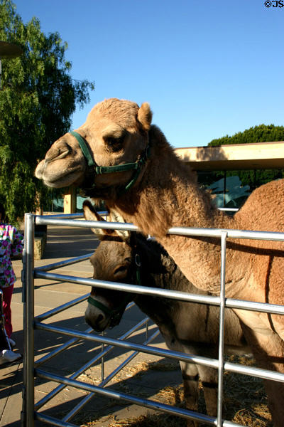 Camel & donkey at Our Lady of the Angels Cathedral. Los Angeles, CA.