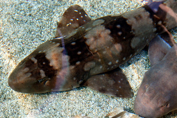 Zebra shark (<i>Stegastoma fasciatum</i>) at Aquarium of the Pacific. Long Beach, CA.