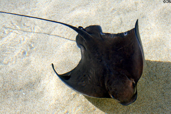 Stingray at Aquarium of the Pacific. Long Beach, CA.