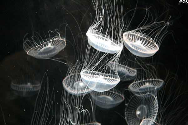 Crystal jelly (<i>Aequorea aequorea</i>) at Aquarium of the Pacific. Long Beach, CA.