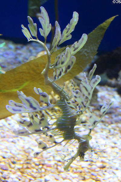 Leafy sea dragon (<i>Phycodurus eques</i>) at Aquarium of the Pacific. Long Beach, CA.