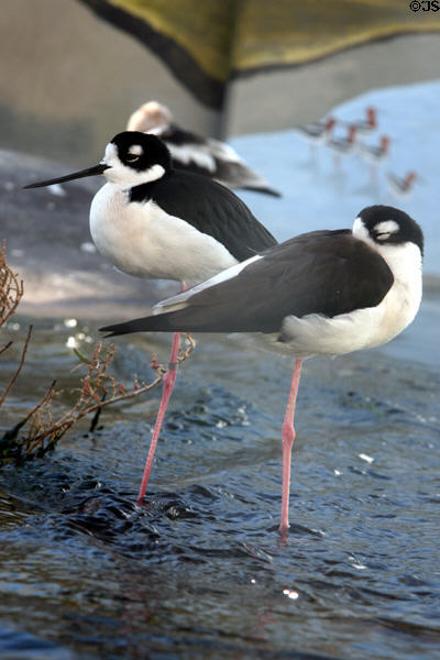 Black-necked stilt (<i>Himanoptus mexicanus</i>) at Aquarium of the Pacific. Long Beach, CA.