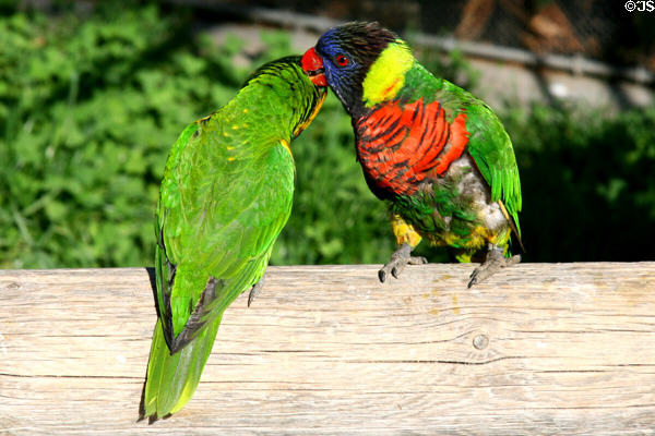 Rainbow lorikeets (<i>Trichoglossus haematodus</i>) at Aquarium of the Pacific. Long Beach, CA.