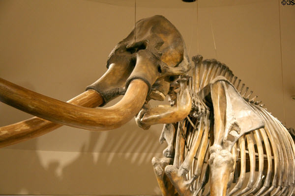 Detail of American Mastodon skeleton at Museum of La Brea Tar Pits. Los Angeles, CA.
