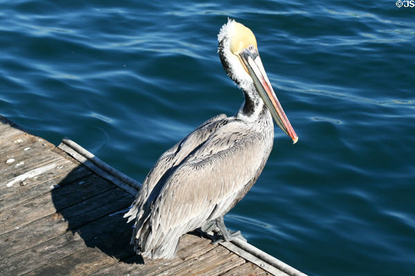 Brown Pelican (<i>Pelicanus occidentalis</i>) at San Pedro. San Pedro, CA.
