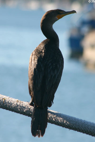 Double-crested Cormorant (<i>Phalacrocorax auritus</i>). San Pedro, CA.