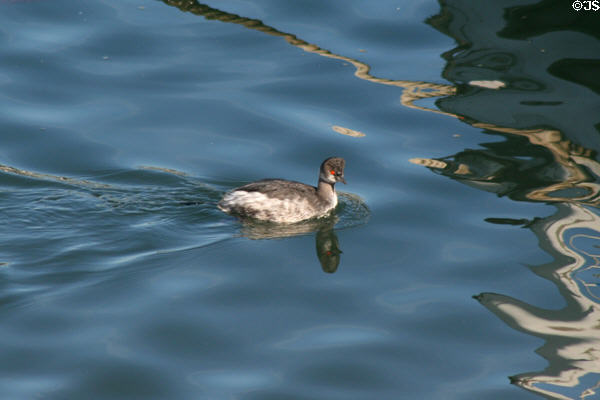 Eared Grebe (<i>Podiceps nigricollis</i>). San Pedro, CA.