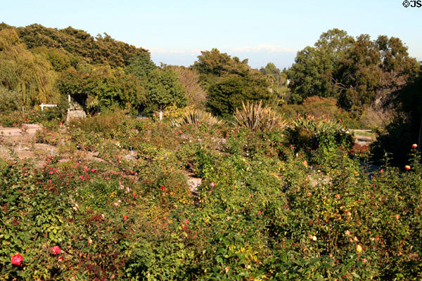 Rose garden at South Coast Botanic Garden. Palos Verdes Peninsula, CA.