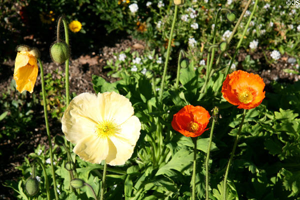 California poppies at South Coast Botanic Garden. Palos Verdes Peninsula, CA.