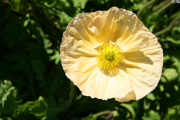 California poppy at South Coast Botanic Garden. Palos Verdes Peninsula, CA.