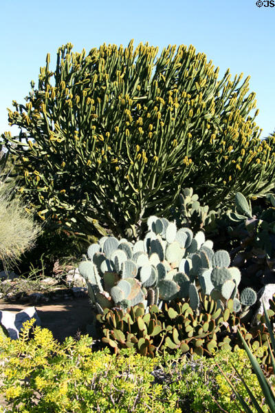 Cactus garden at South Coast Botanic Garden. Palos Verdes Peninsula, CA.
