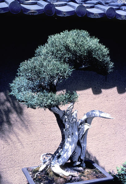 Bonsai in Japanese garden at Henry E. Huntington Gardens. San Marino, CA.