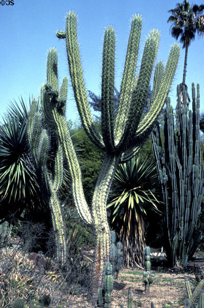 Cactus garden at Henry E. Huntington Gardens. San Marino, CA.