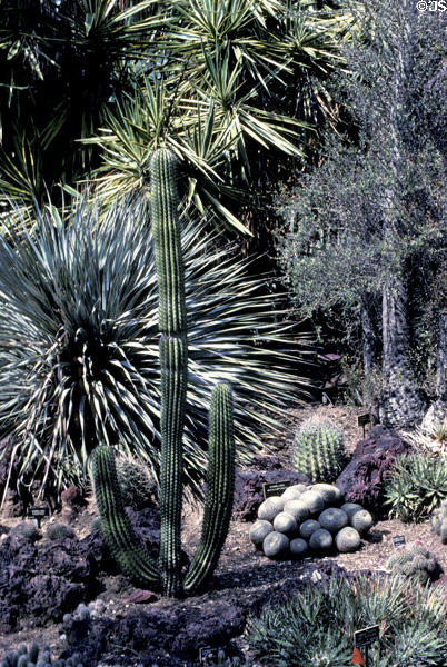 Cactus garden at Henry E. Huntington Gardens. San Marino, CA.
