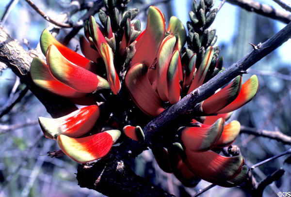 Red flowers in banana family at Henry E. Huntington Gardens. San Marino, CA.