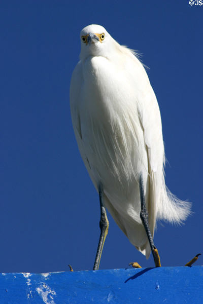Snowy Egret (<i>Leucophoyx thula</i>). San Diego, CA.