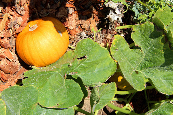 Pumpkin in kitchen garden at Old Point Loma Lighthouse. San Diego, CA.