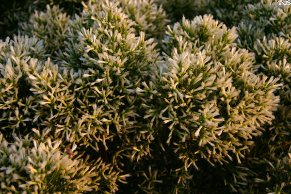 Plant life at Cabrillo National Monument. San Diego, CA.