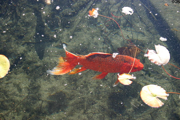 Carp in botanical pond. San Diego, CA.