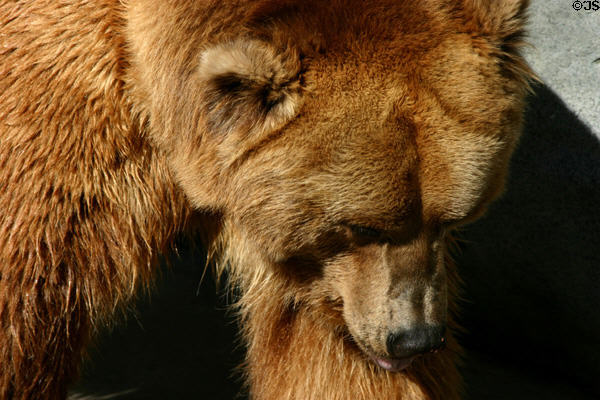 Brown Bear at Balboa Park Zoo. San Diego, CA.