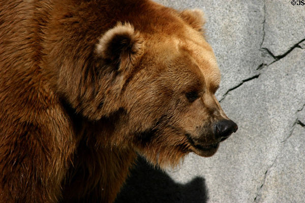 Brown Bear at Balboa Park Zoo. San Diego, CA.